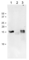Fd1 | Ferredoxin 1 (chloroplastic) in the group Antibodies Plant/Algal / Photosynthesis / Electron transfer at Agrisera AB (Antibodies for research) (AS20 4434)